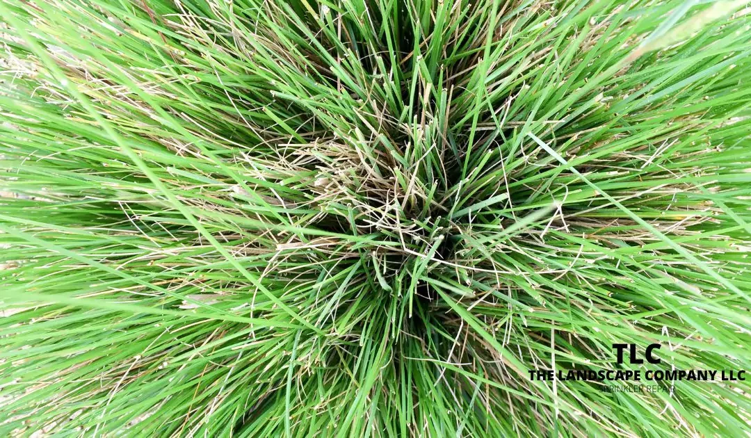 Top Drought Tolerant Plants for Texas Landscapes