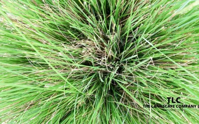 Top Drought Tolerant Plants for Texas Landscapes