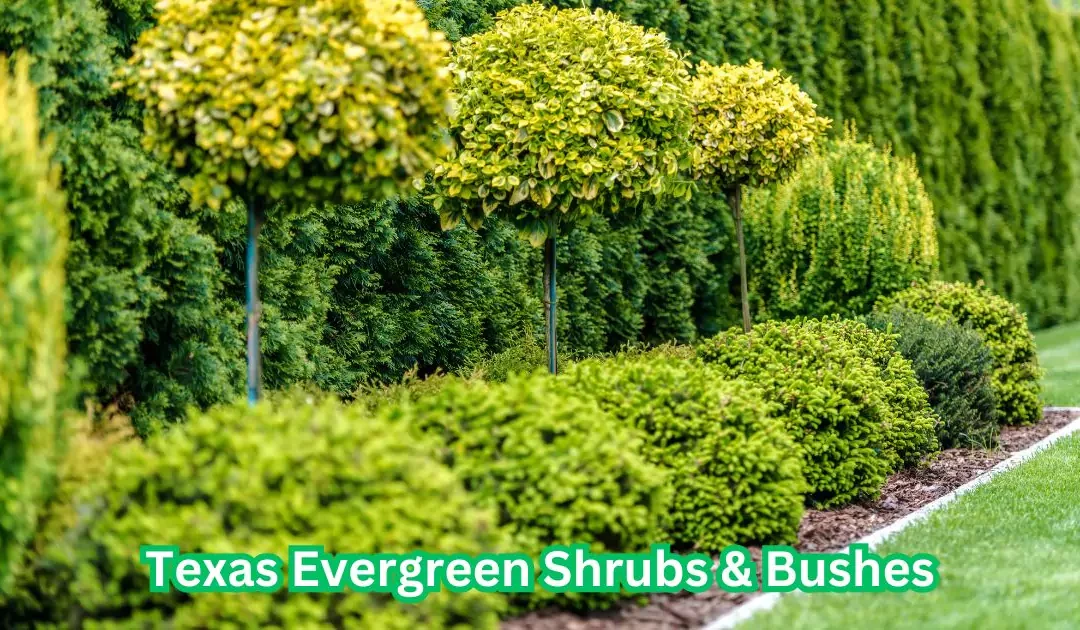 Styling Your Space with Texas Evergreen Shrubs and Bushes