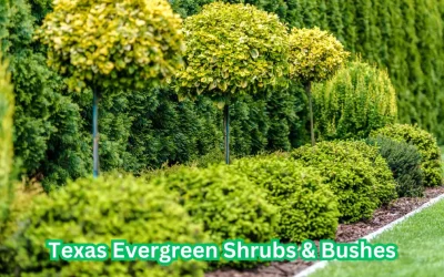 Styling Your Space with Texas Evergreen Shrubs and Bushes