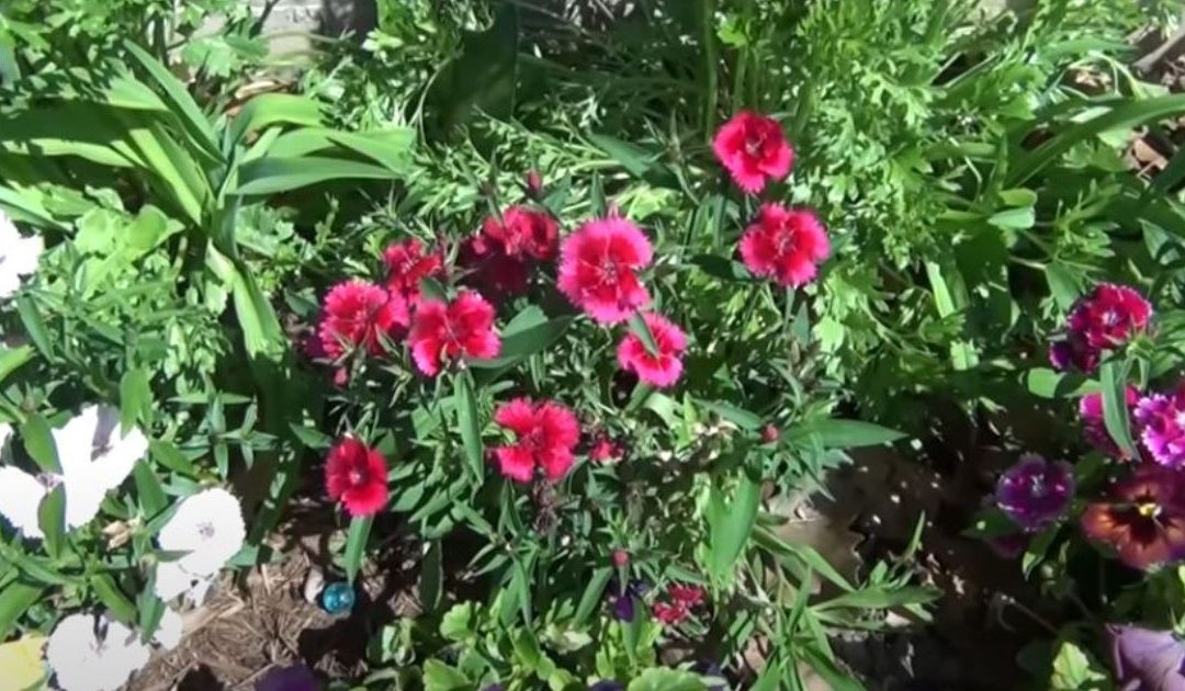 Winter Flowers in Texas: Bring Color to Your Garden