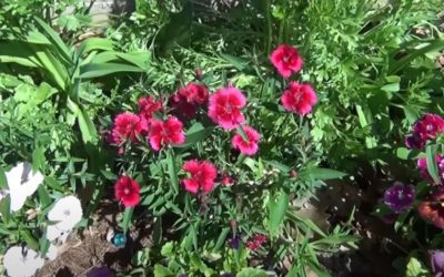 Winter Flowers in Texas: Bring Color to Your Garden