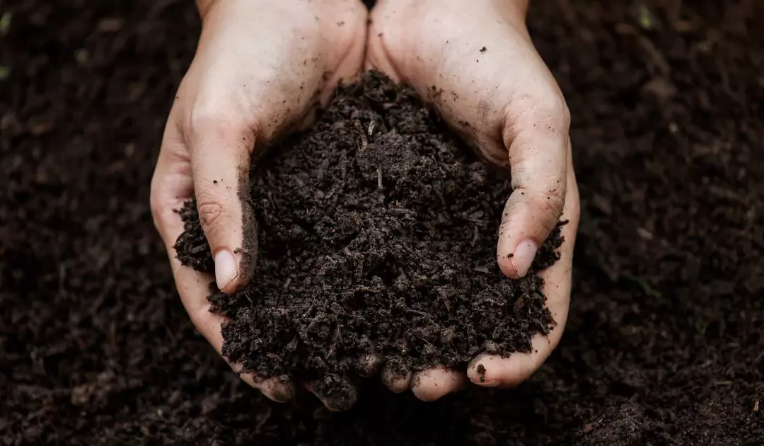 Where to Buy the Best Top Dressing for Lawns
