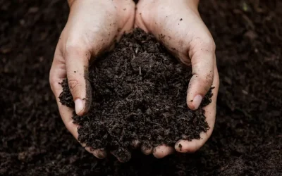 Where to Buy the Best Top Dressing for Lawns
