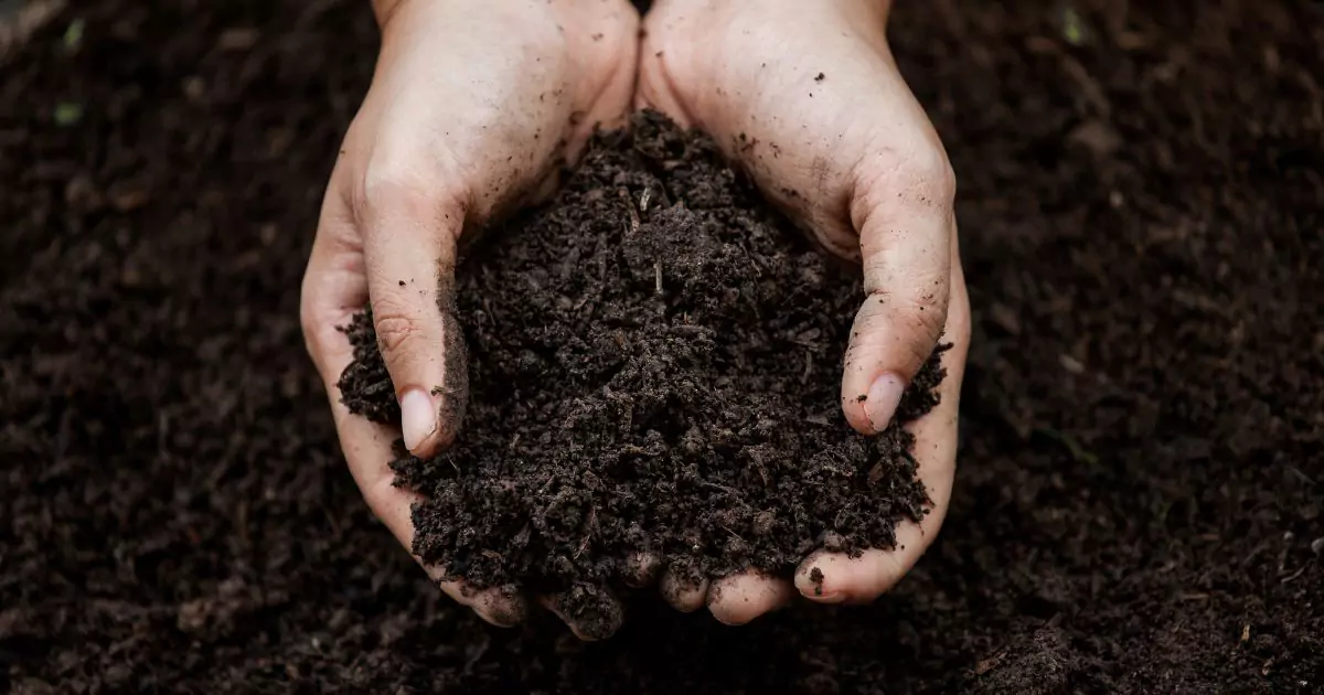 Top Dressing Lawn image