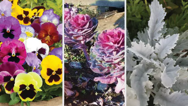 Winter Flowers gift image