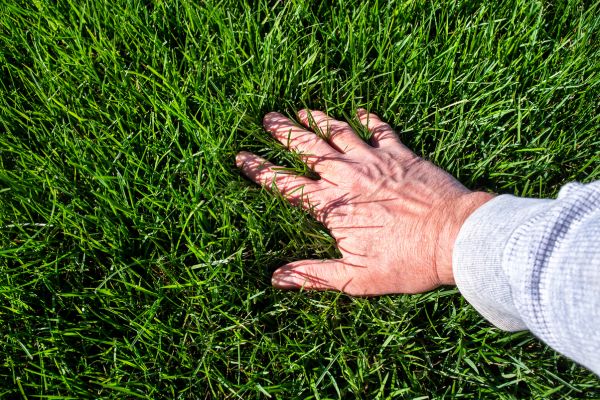 Grass leak detection image 4