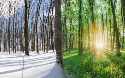 Winter to Spring Landscaping and Irrigation Services