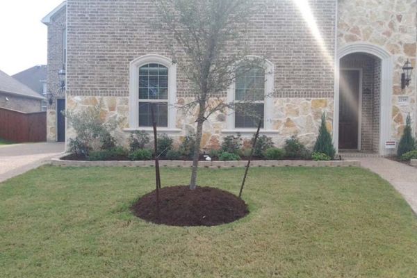 Denton tree service image